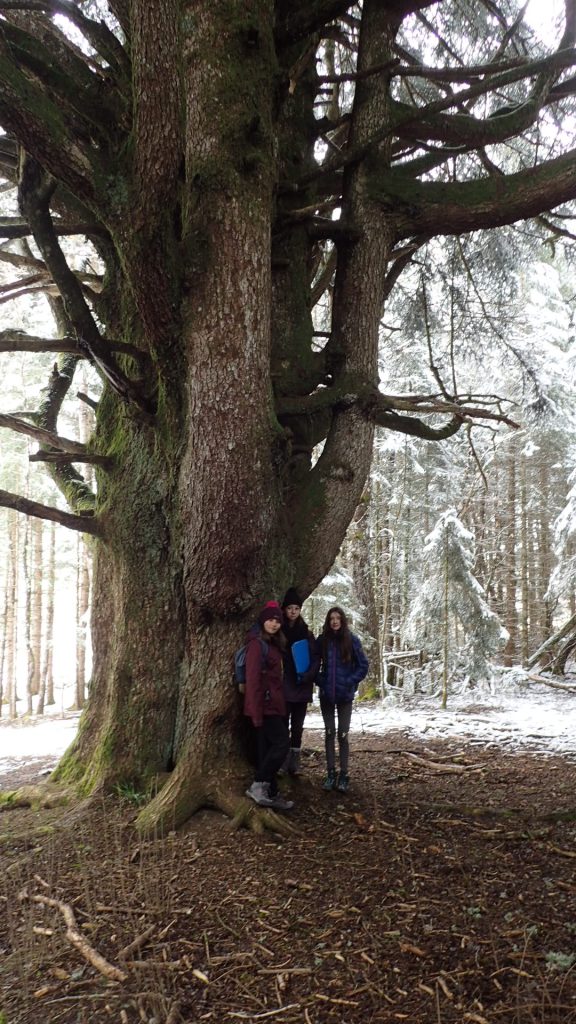 Arbre président